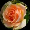 ana_colotl